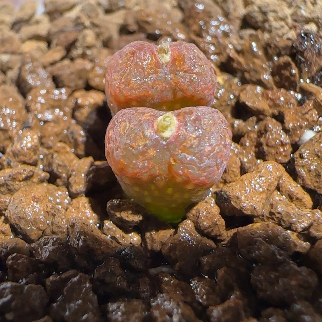 肉锥多肉植物组合-绒面红勋章525