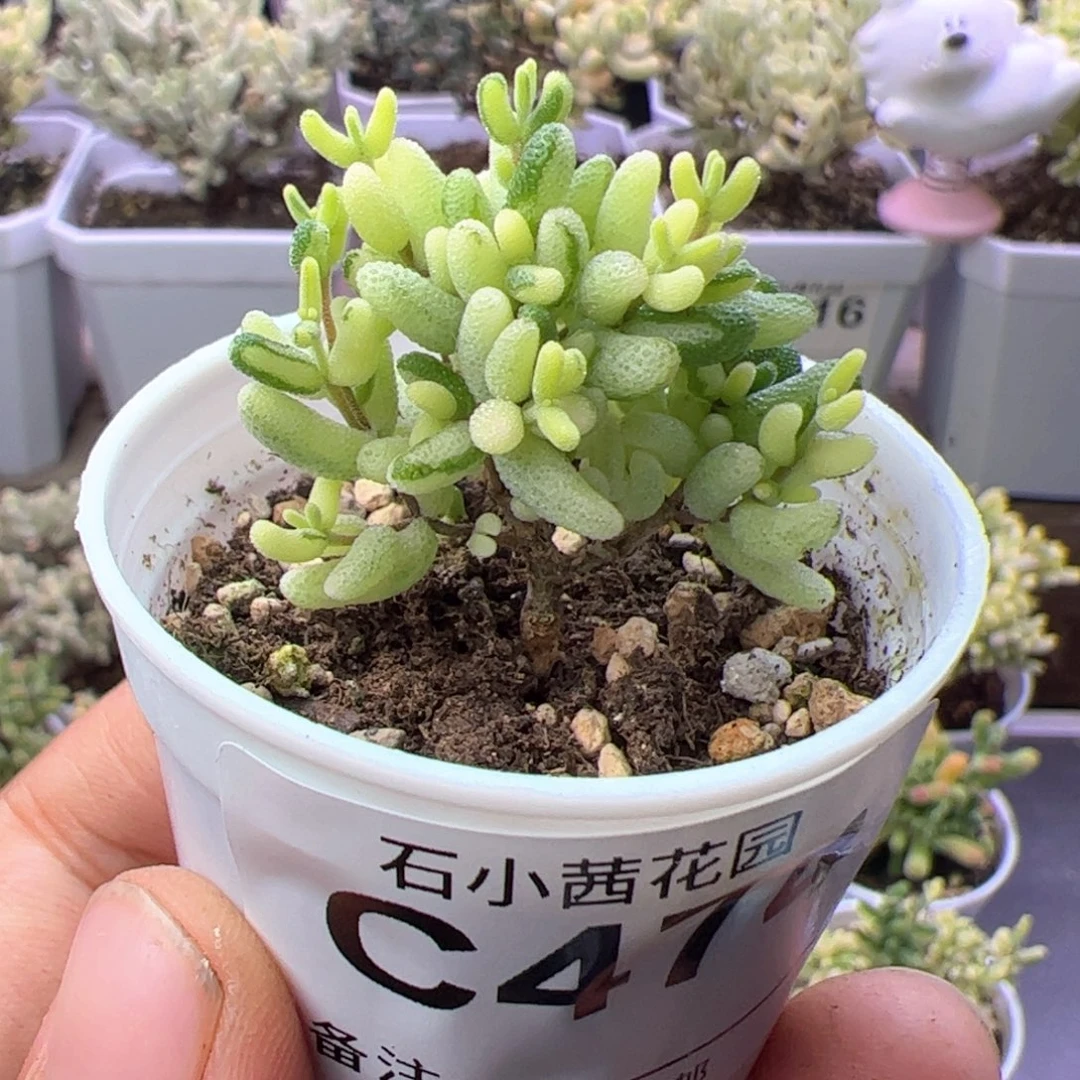 折后-多肉植物枝干米粒拉丝锦