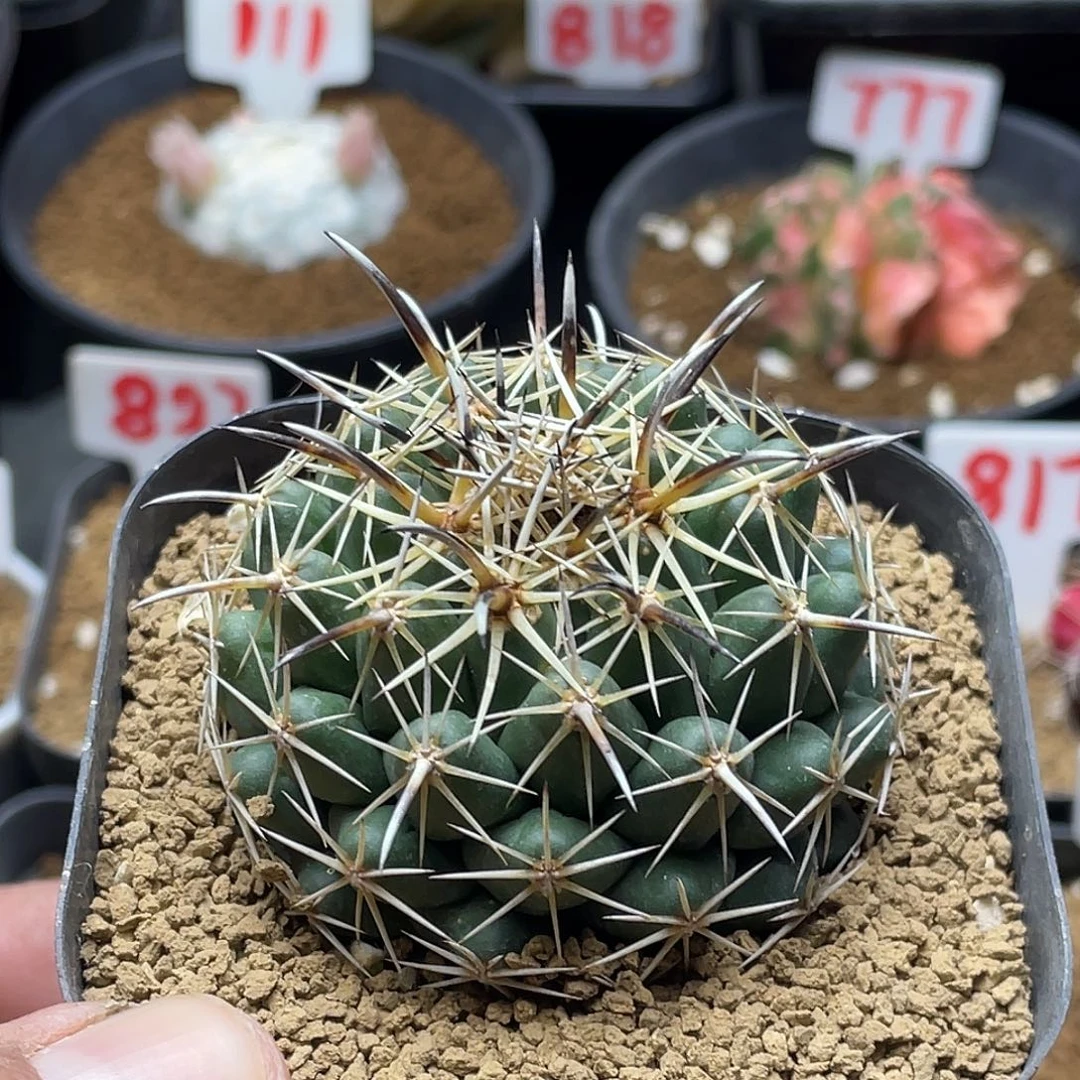 孤刺凤舞丸带盆土发货