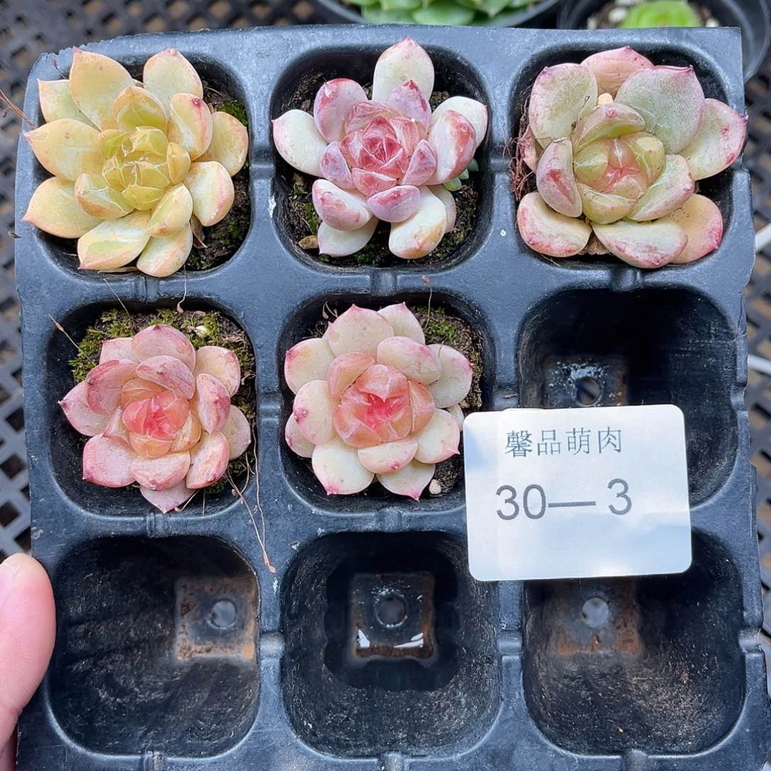 ᵧ***ᐝ多肉一物一拍30-3