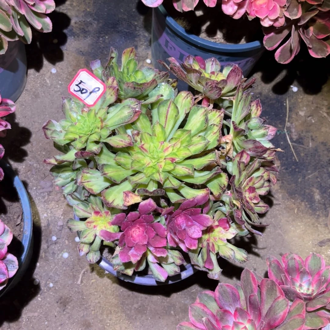 509多肉植物知否无根