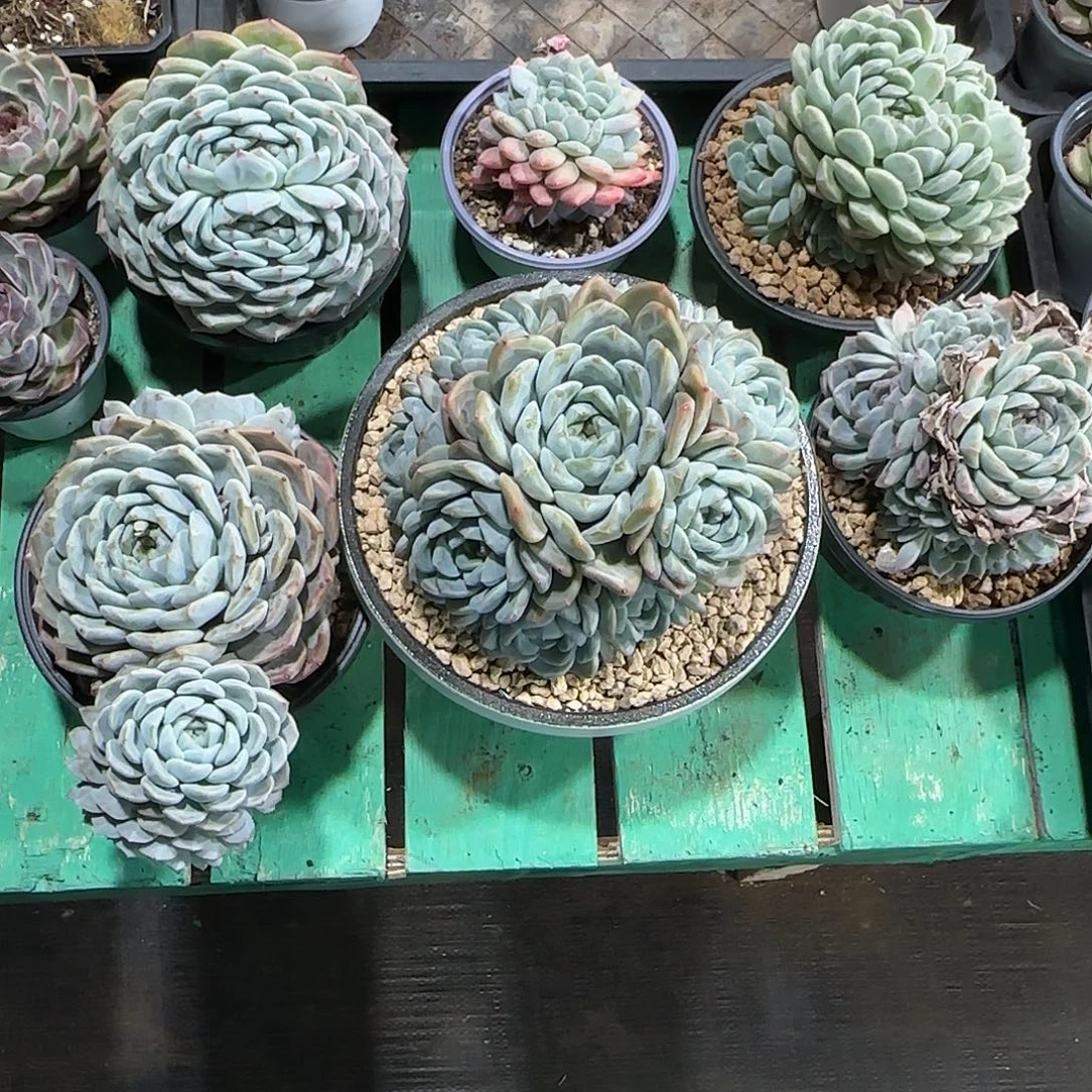 云***缈 6颗寄养。