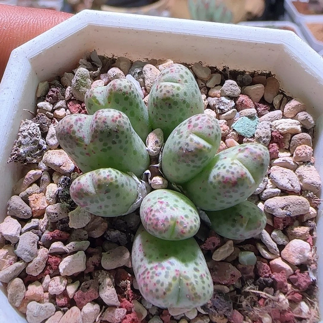 955D。               431