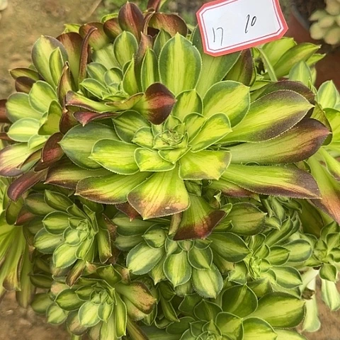 多肉植物韶华17号