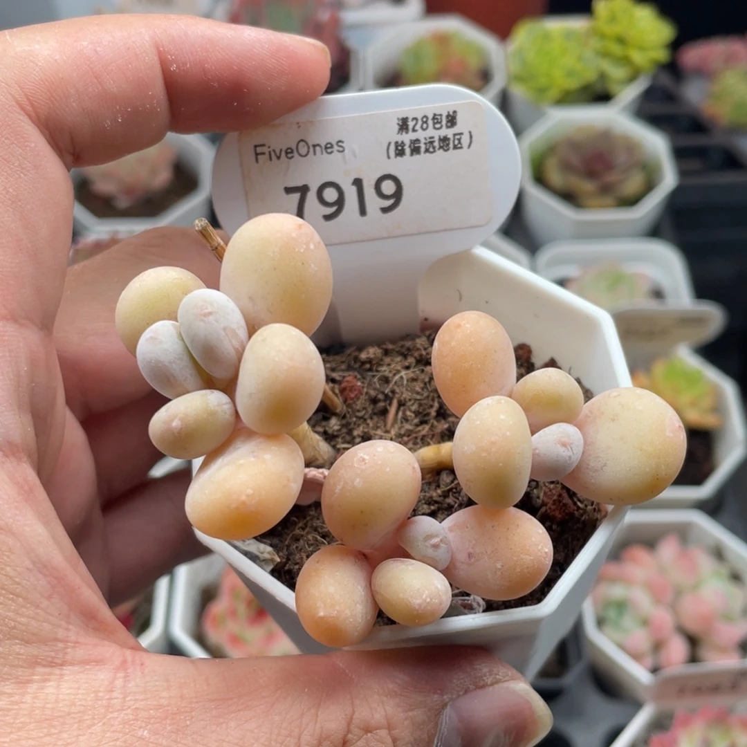 是****蛋黄奶酪7919-7厘米