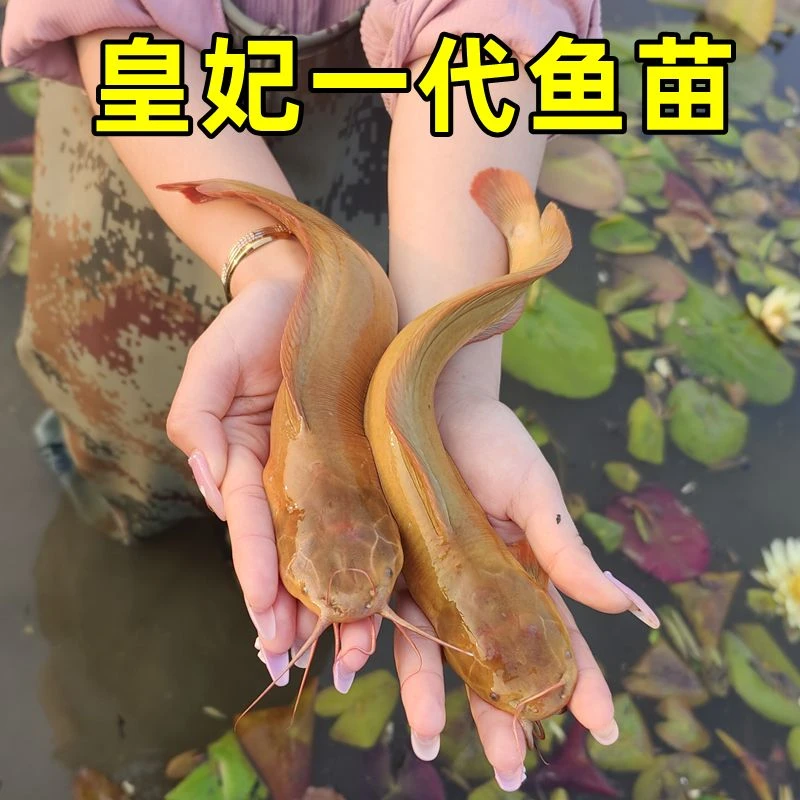 塘鲺鱼苗淡水养殖食用塘角鱼苗皇妃一代鱼苗本地土塘鲺八胡子鲶鱼