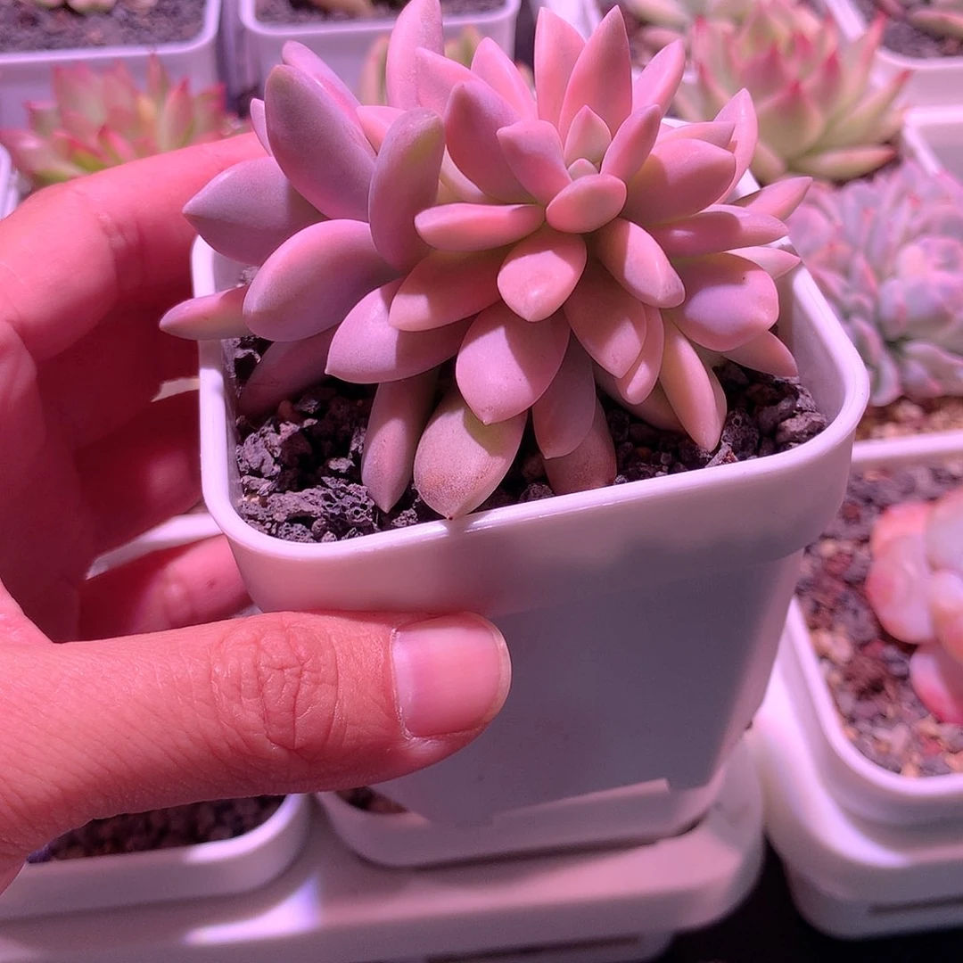 淡雪缀化金多肉植物