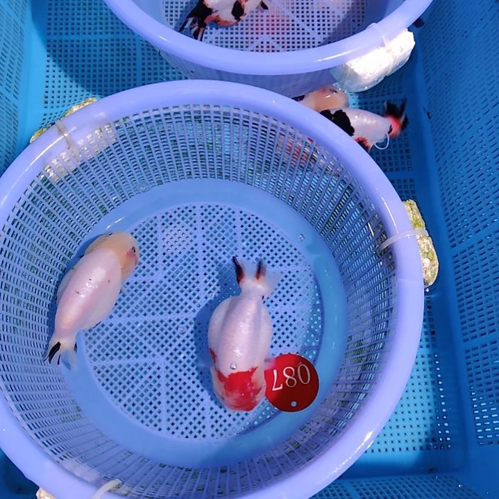 金鱼087兰寿两只特价顺丰包邮