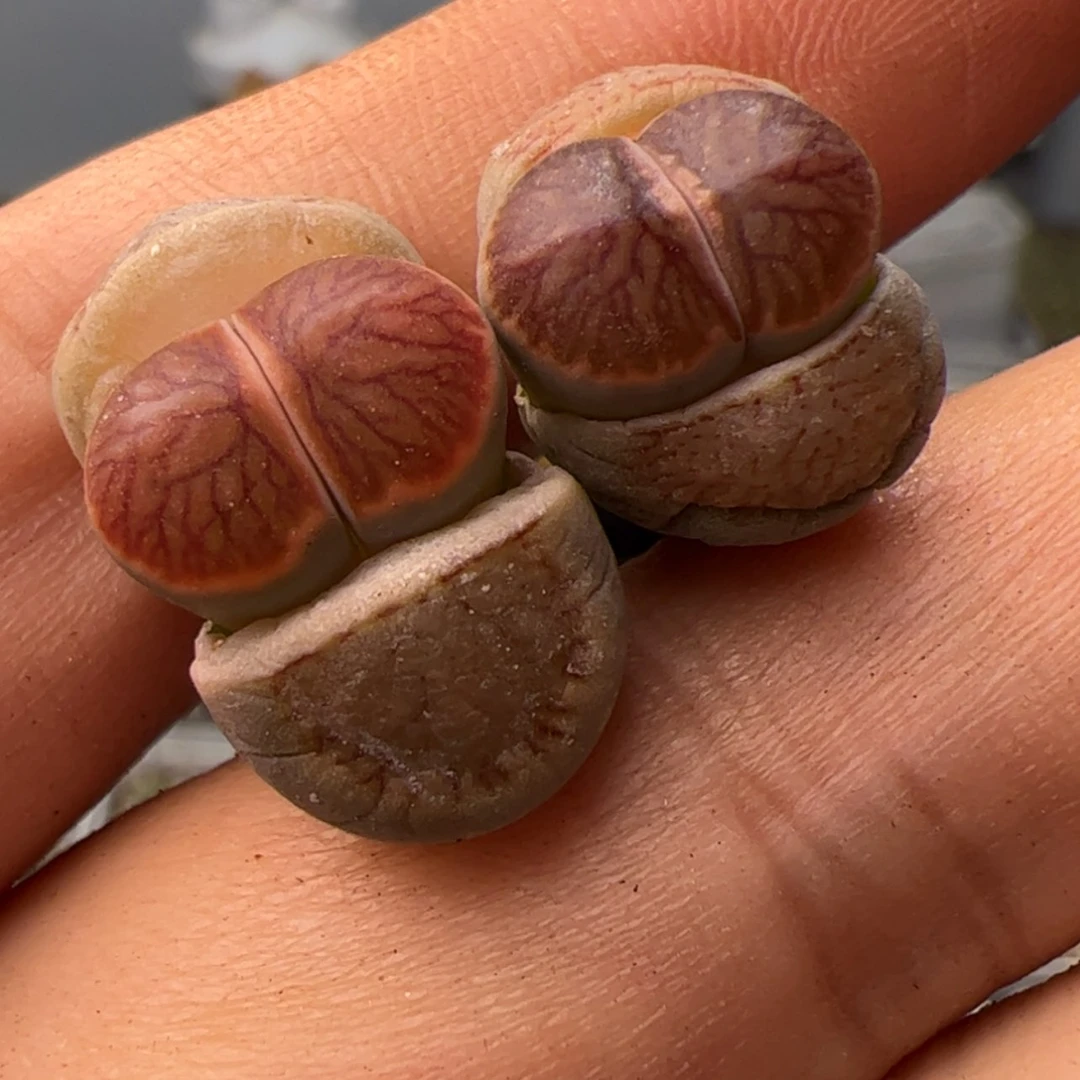 【闪购商品】000000004