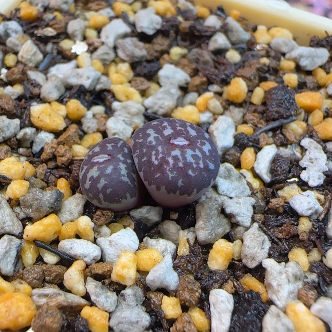 墨小锥多肉植物一颗