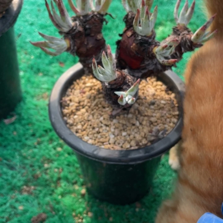 434号雪花多肉植物