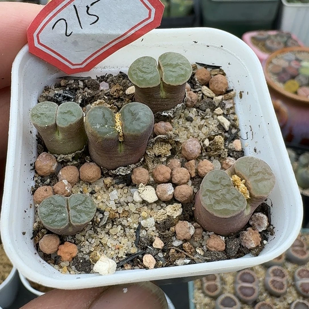 215多肉哈哈哈哈哈哈哈哈哈哈哈