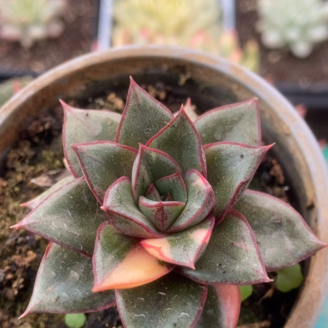 388麒麟座锦锦锦锦锦