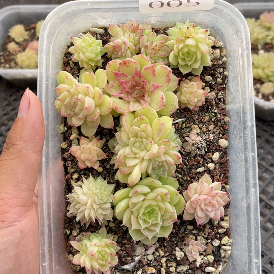 糕大上多肉植物005