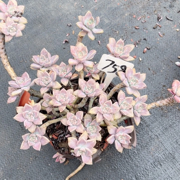 晨语多肉，一物一拍758