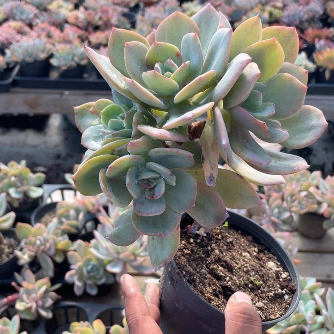 薄***空0525 白凤  六月六