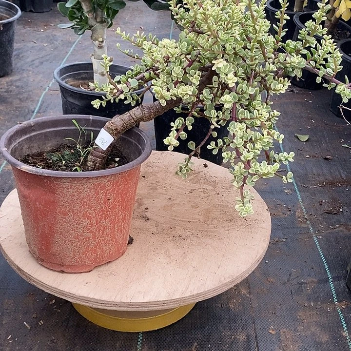 固****房29雅乐之舞一物一拍