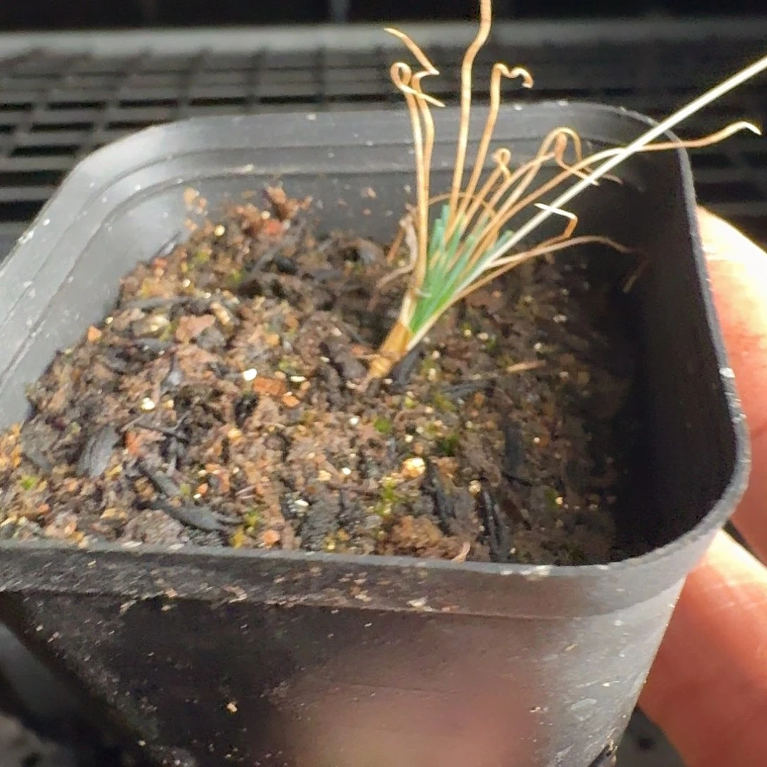 不知名球根一个带盆