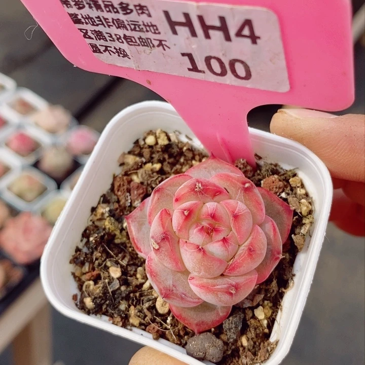新品4cm多肉植物