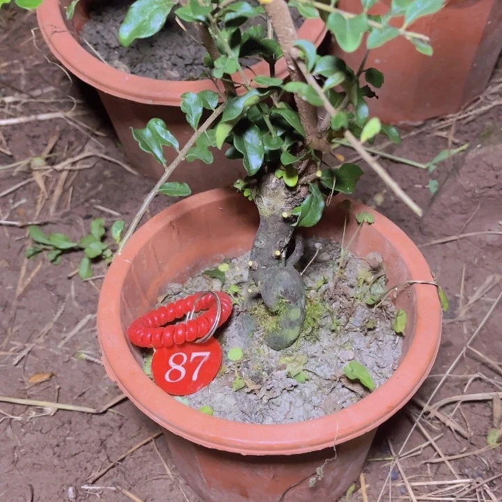 无花朵初*金弹子