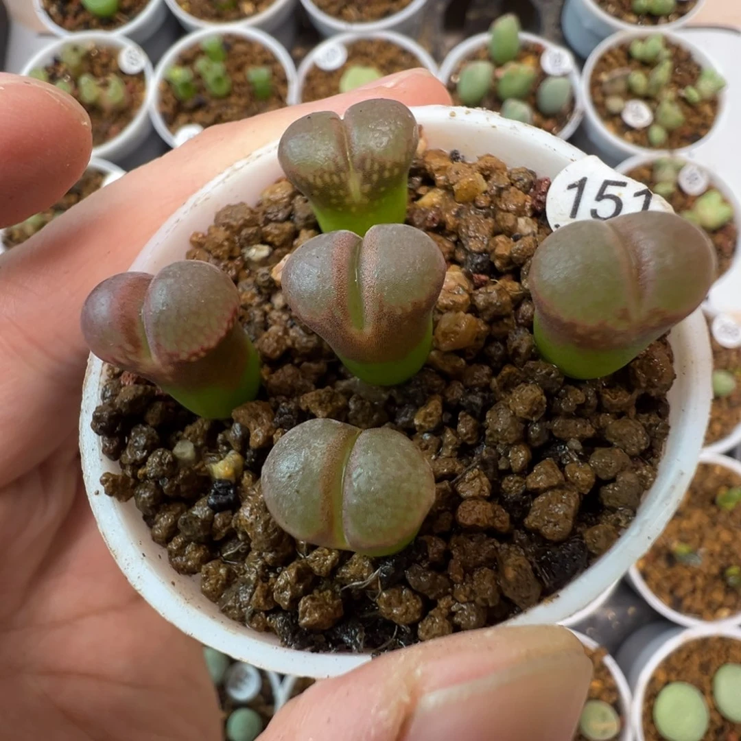 日系红网格一颗脱土15100000