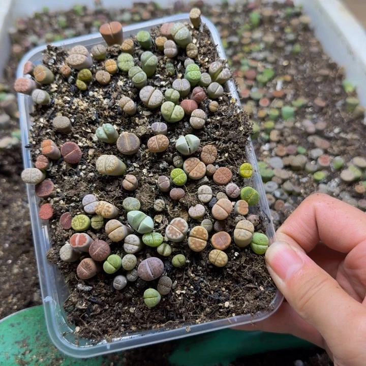 多肉植物的生长发育142