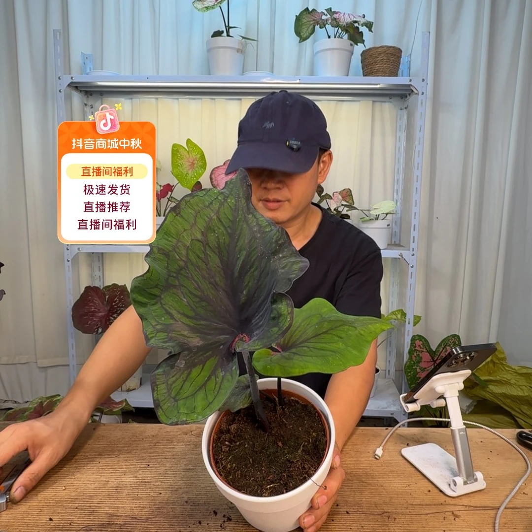 无花朵暗黑王子   0219