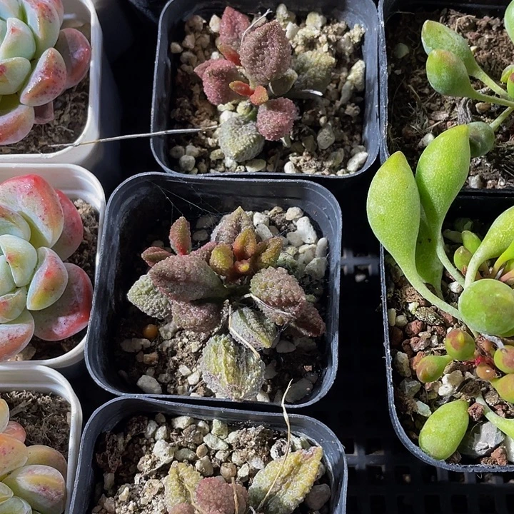 荔枝皮带盆土发过