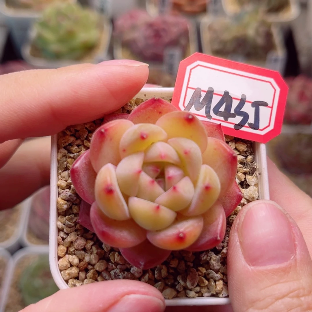 M435一物一拍 花箩