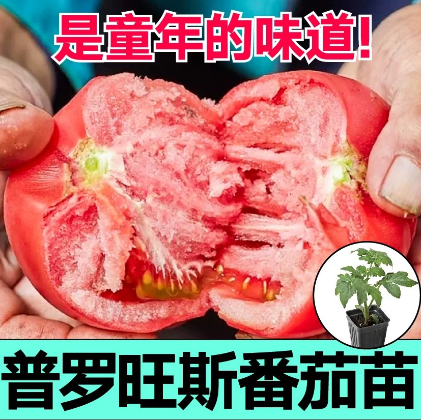 普罗旺斯番茄苗种子籽蔬菜苗圣女果山东寿光苗场直发老品种西红柿