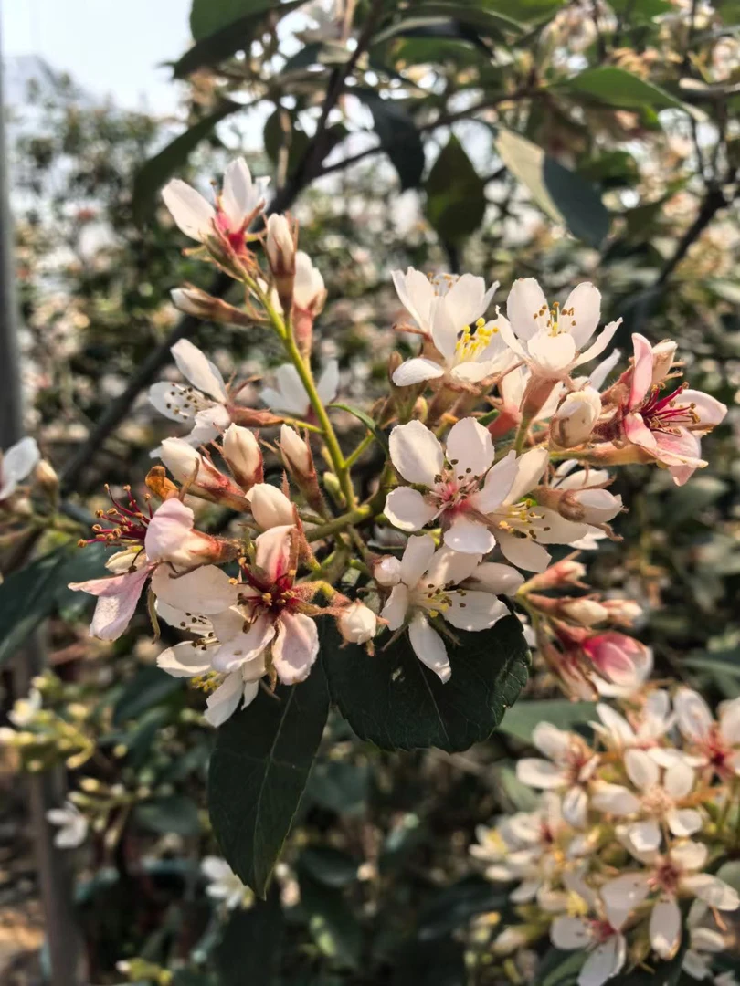 直播间盆景一物一拍海岛春花变色龙三角梅专拍老桩链接紫薇花树