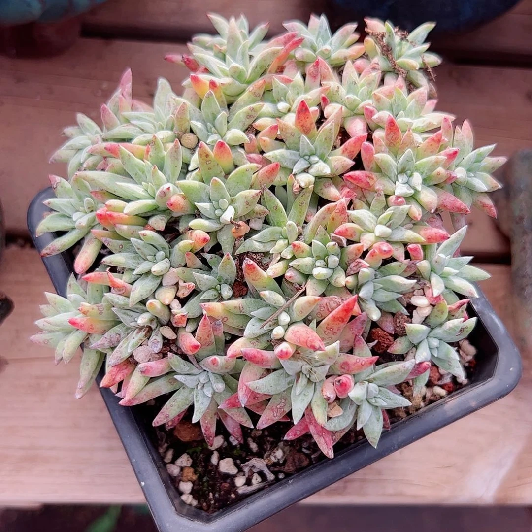 3009雪花仙女杯多肉