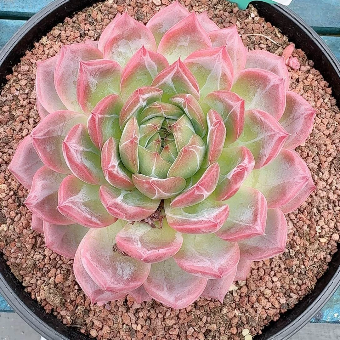 从前慢多肉编号0812-1