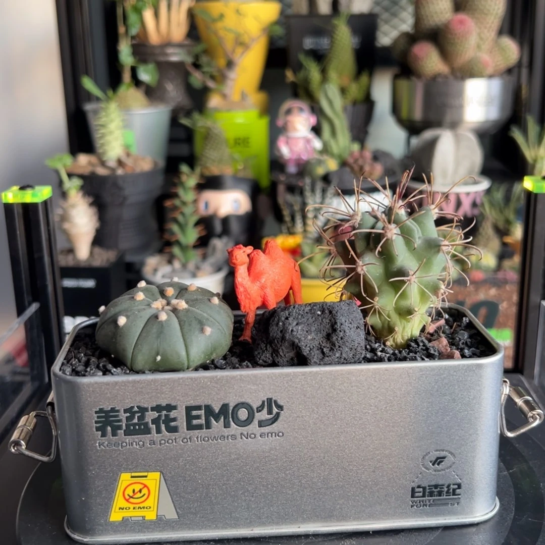 工业风潮流植物微景观一物一拍
