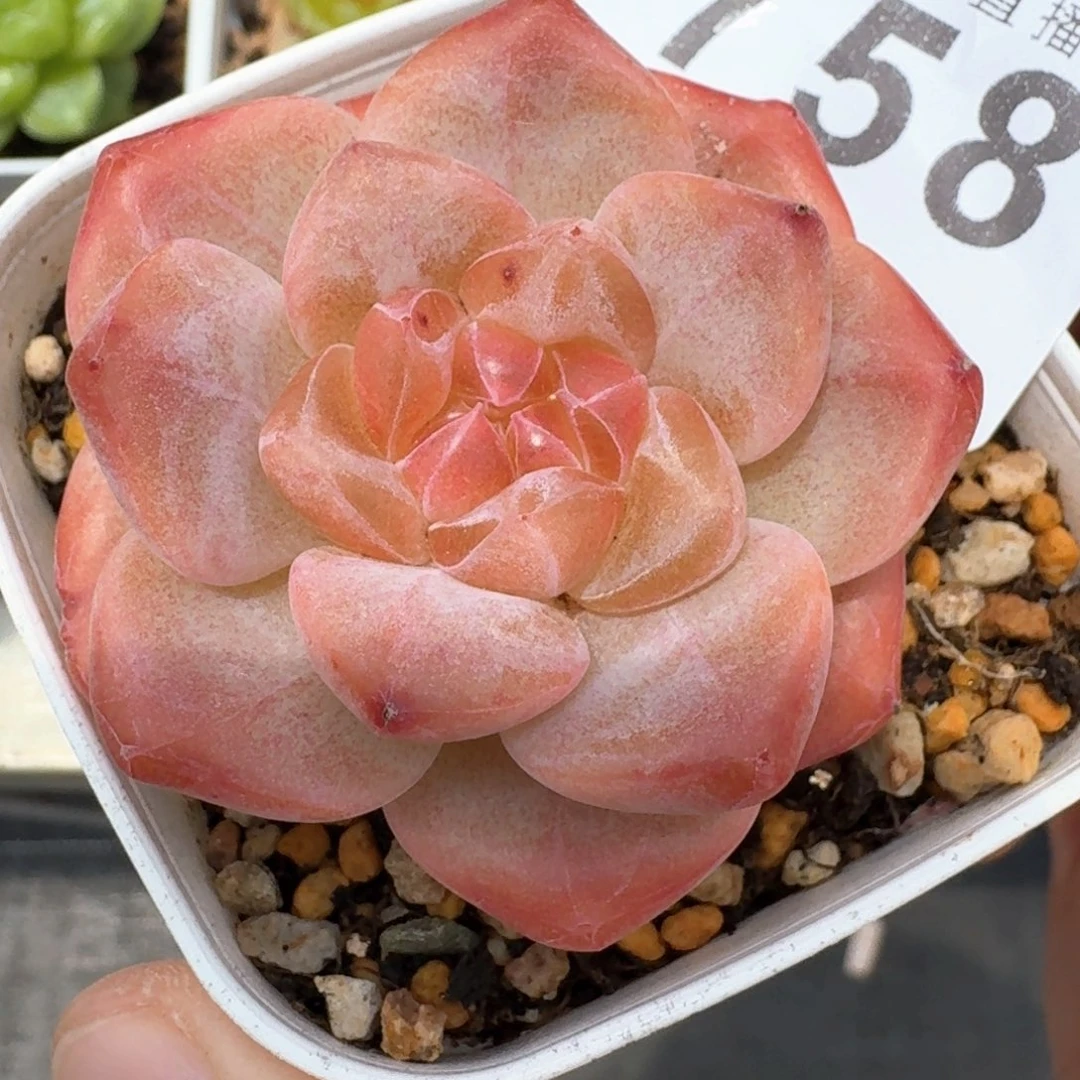 灯芯琥珀            精美多肉植物
