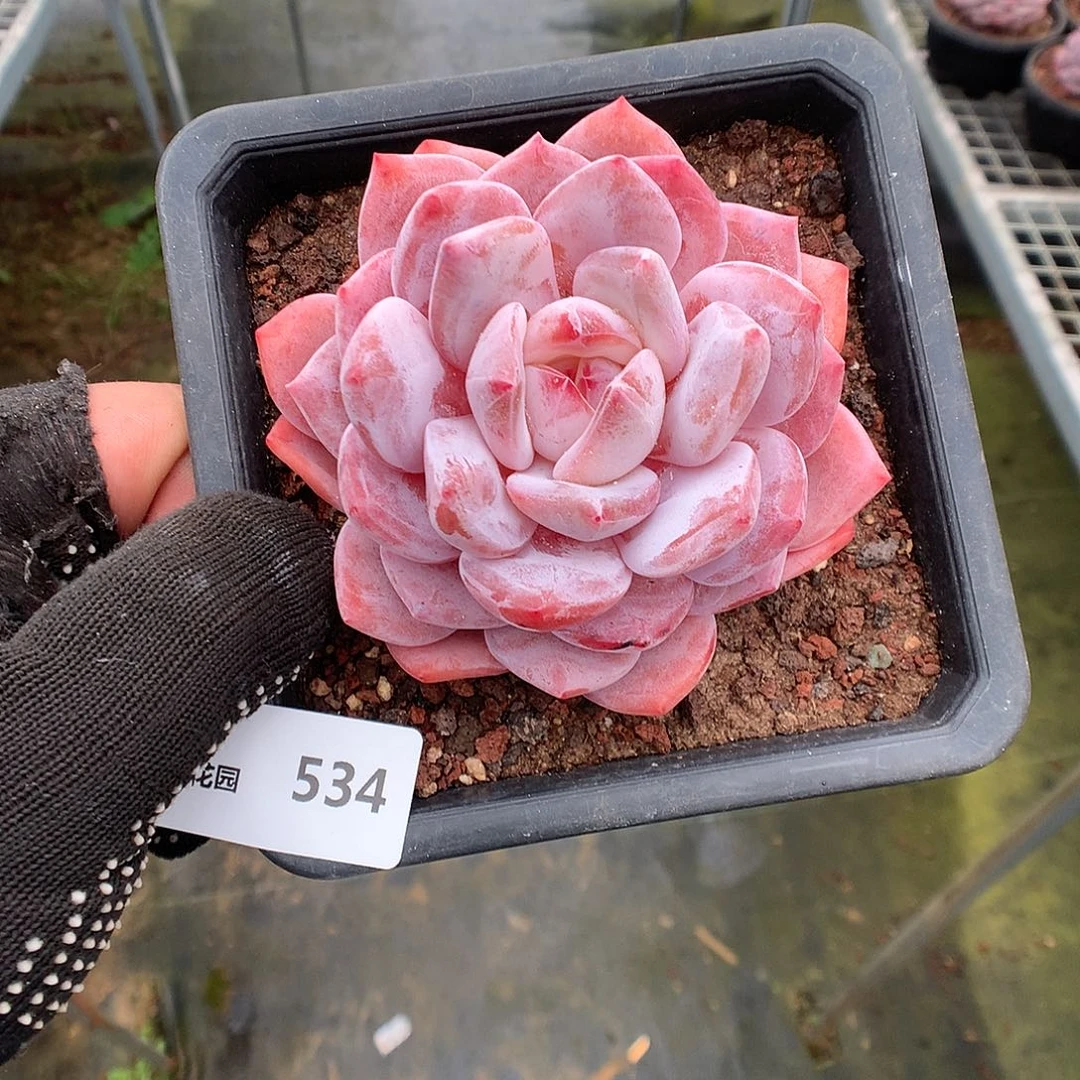 534星橙多肉植物mom