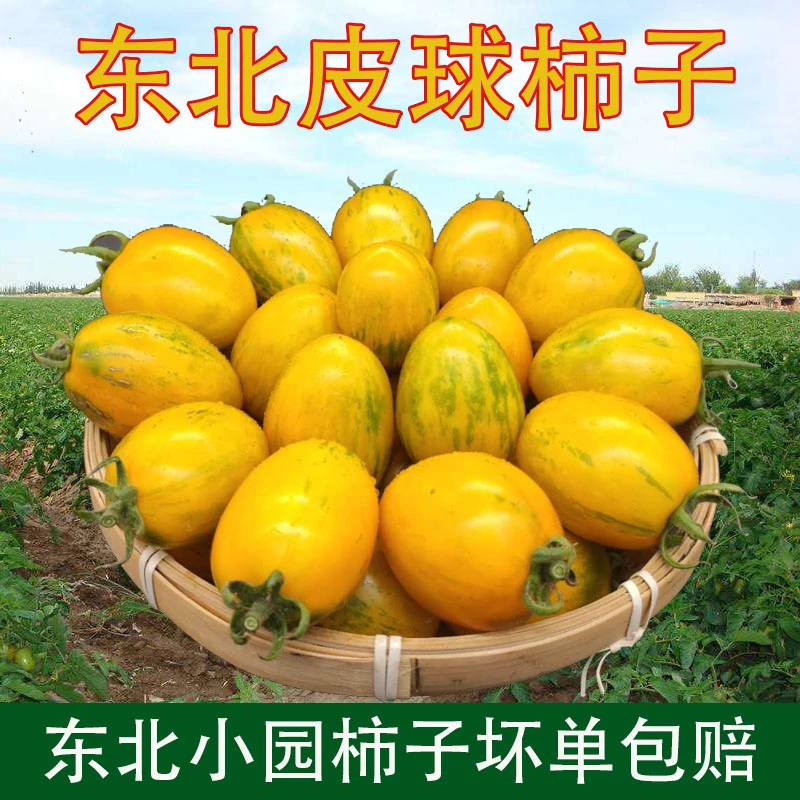 东北皮球柿子花柿子黄色皮球柿子西红柿虎皮柿子柿子包邮