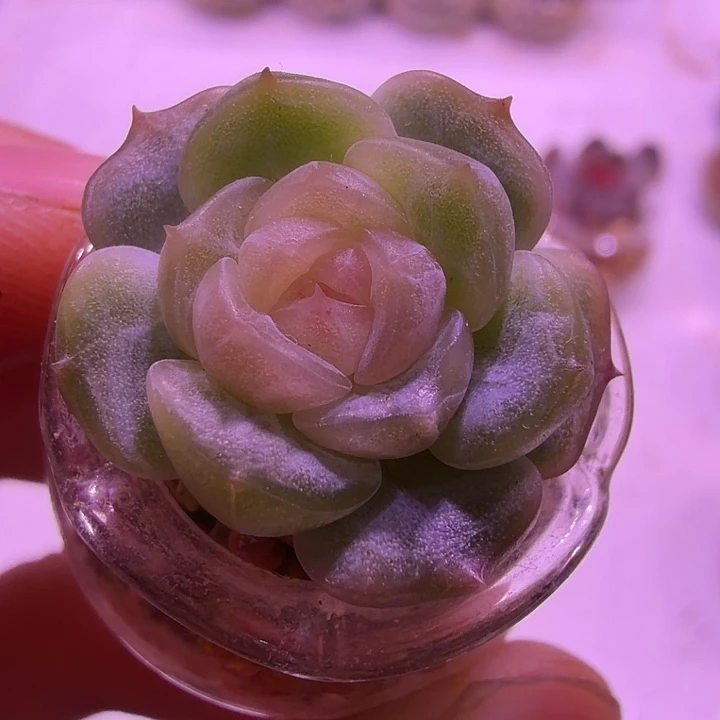 小花边绝绝子白恋一颗福利竞拍