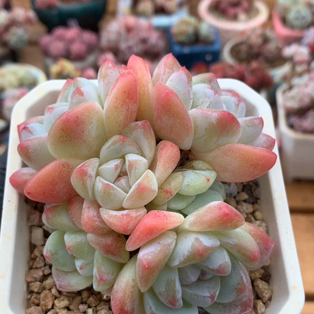 冰玉一物一拍 068