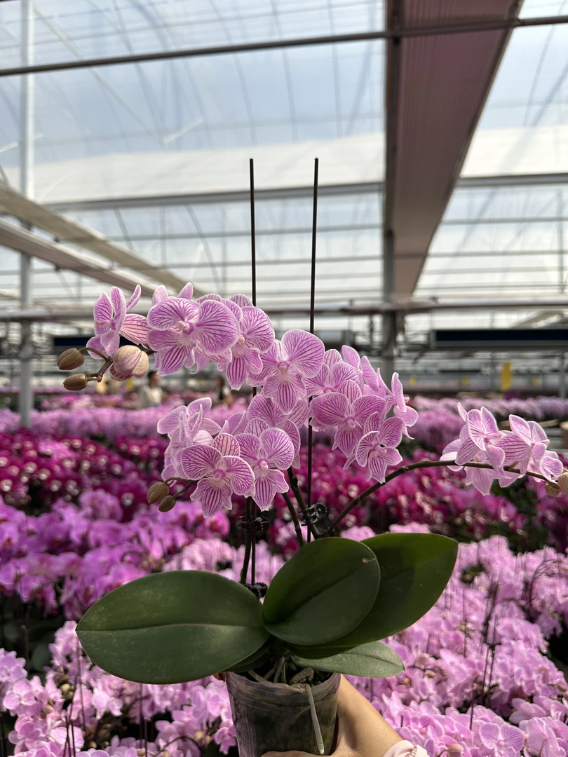 樱花3.0寸蝴蝶兰鲜花盆栽