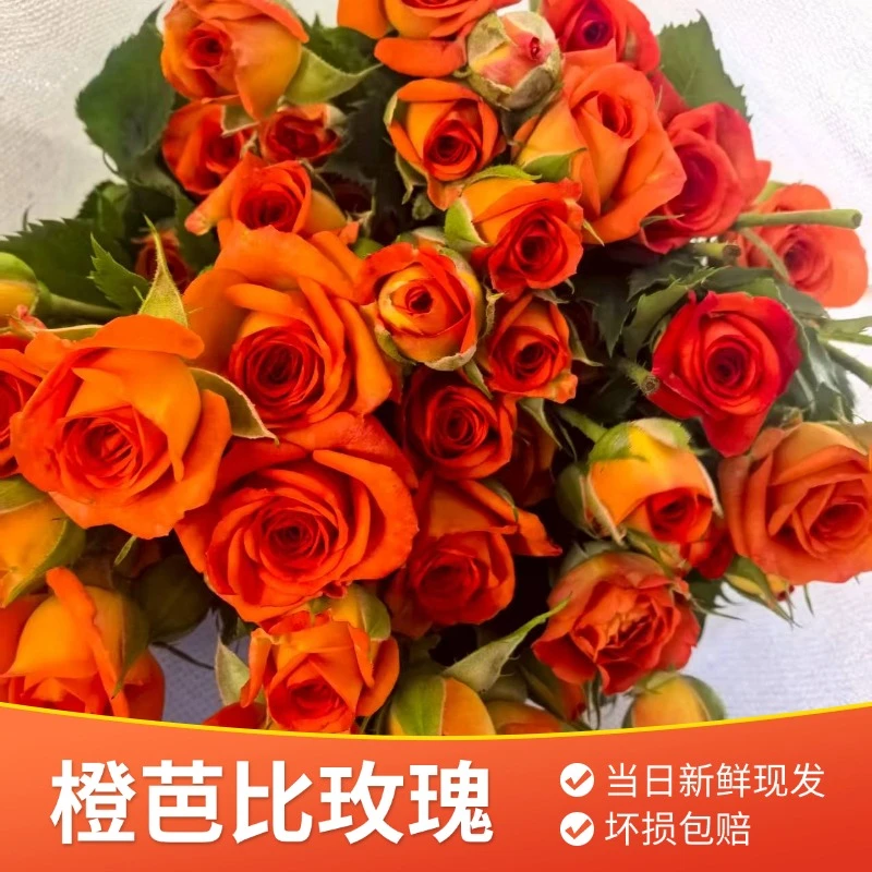 【橙芭比多头10支】云南楚雄玫瑰基地直发鲜花室内办公家居鲜切花