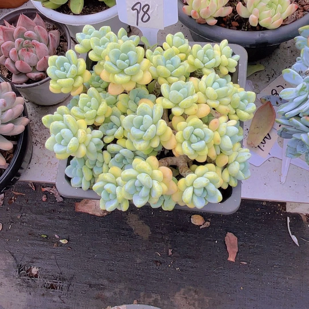 辰***芯000000000000000098