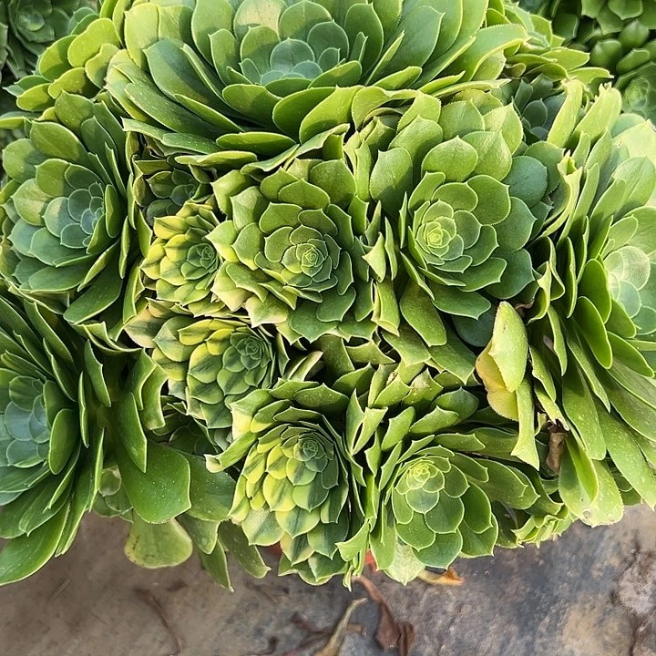 女*氓3.5-35绿杨容多肉