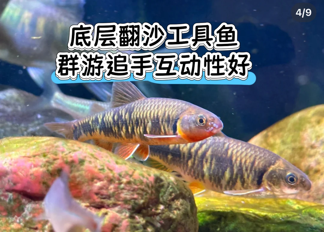 黑鳍鳈黑鳍鳈花麦穗群游互动性好