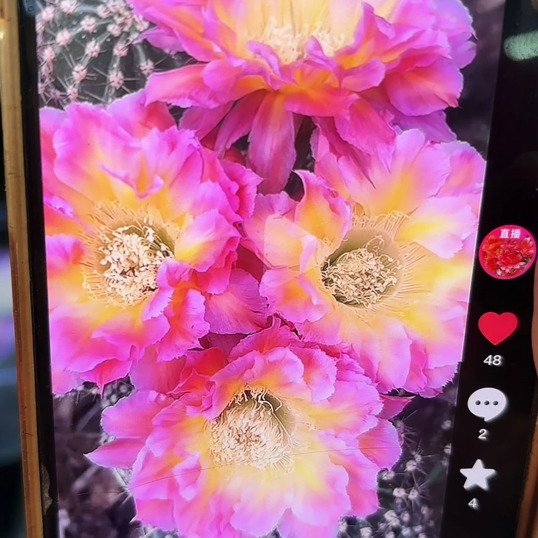 彩草千金宝侧牙20包邮仙人球42