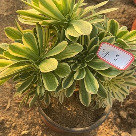 多肉植物金丝94号