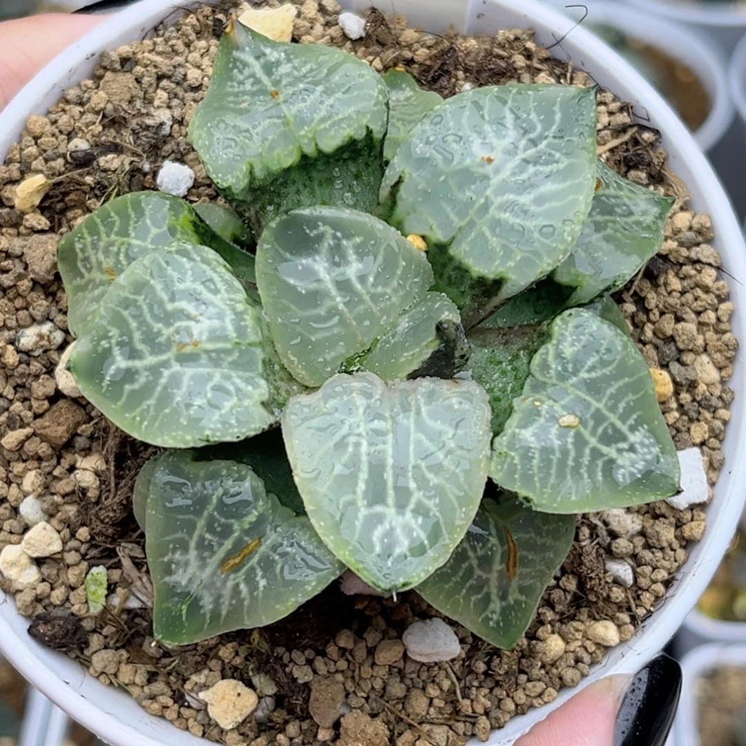 95乱舞康平福利专场