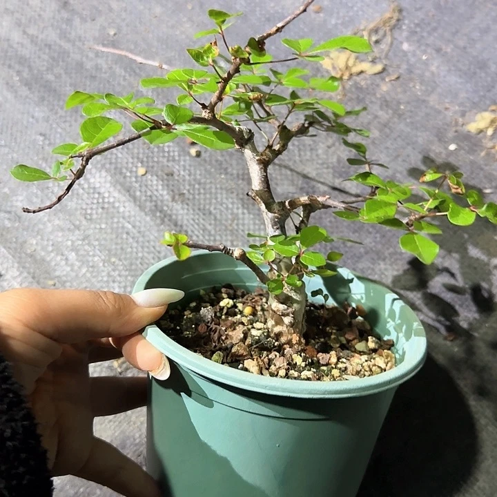 多肉植物奥比克橄榄