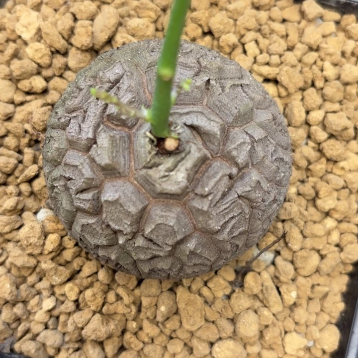 37号龟甲龙带盆包邮尺寸6