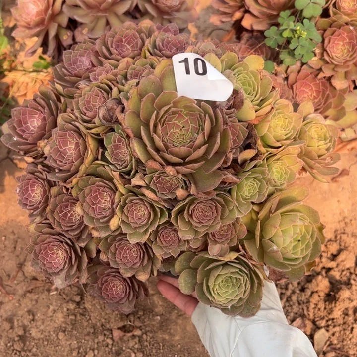 红魔多肉植物101多肉植物